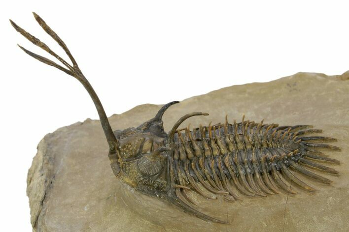 Spiny Trident Walliserops Trilobite - Foum Zguid, Morocco #381609